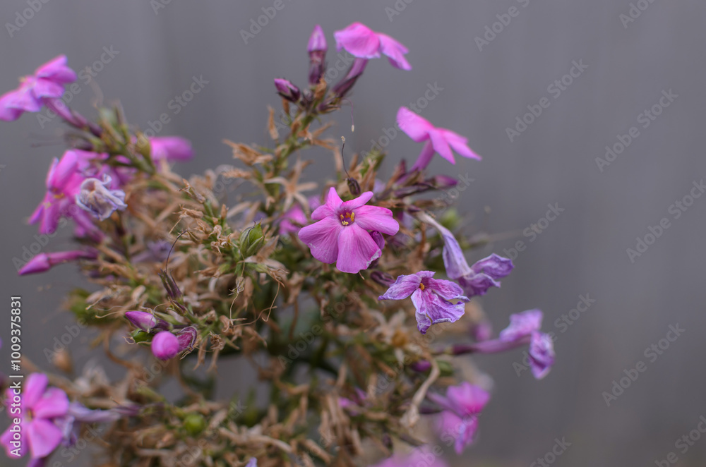 withered inflorescence of phlox with pink flowers withered inflorescence of phlox with pink flowers
