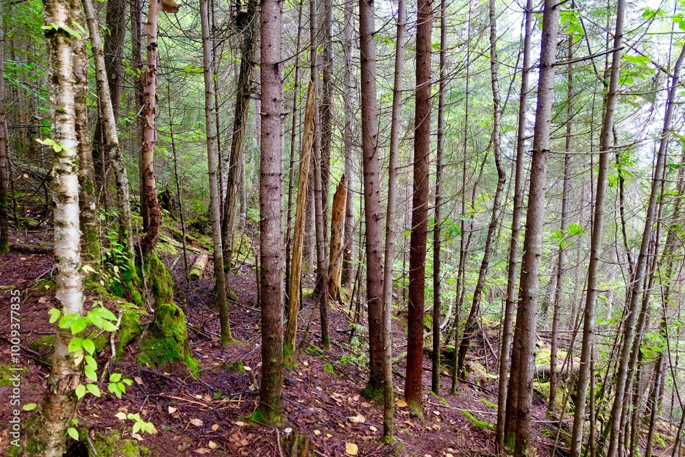 Dense Forest with Tall Trees and Mossy Floor Dense Forest with Tall Trees and Mossy Floor