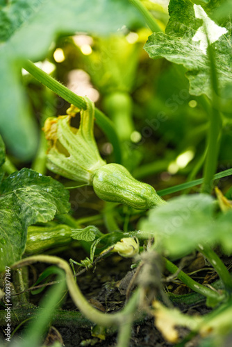 Little young pumpkins on the bush