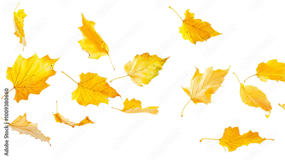 Falling Autumn Leaves Isolated On White Background Yellow Orange Fall Foliage Nature Plant Seasonal Decoration September October November Thanksgiving Holiday Vibrant Colorful Botanical Design Falling Autumn Leaves Isolated On White Background Yellow Orange Fall Foliage Nature Plant Seasonal Decoration September October November Thanksgiving Holiday Vibrant Colorful Botanical Design