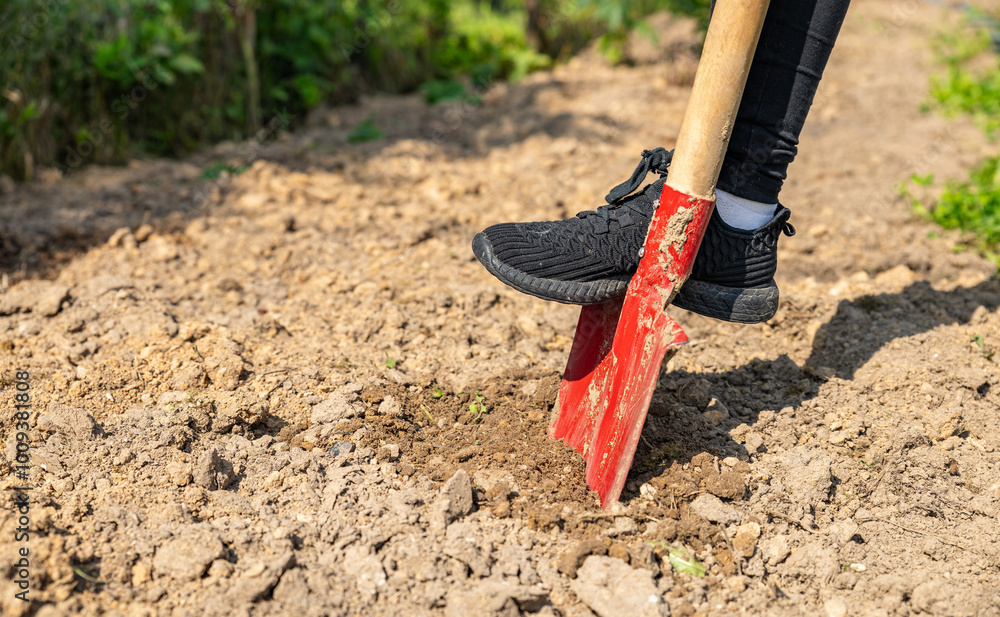 Worker digs soil with shovel in garden, agriculture concept. Boot on spade prepare for digging. Shovel's blade resting in freshly dug soil. The shovel is covered in dirt and the soil is loose. Worker digs soil with shovel in garden, agriculture concept. Boot on spade prepare for digging. Shovel's blade resting in freshly dug soil. The shovel is covered in dirt and the soil is loose.