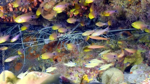 Coral reef underwater. Flock of small beautiful reef fishes at the bottom of the sea.
