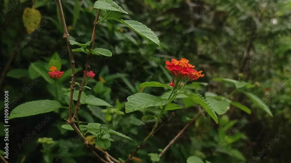 Lantana camara flowers blooming in the garden on a background of green leaves Lantana camara flowers blooming in the garden on a background of green leaves