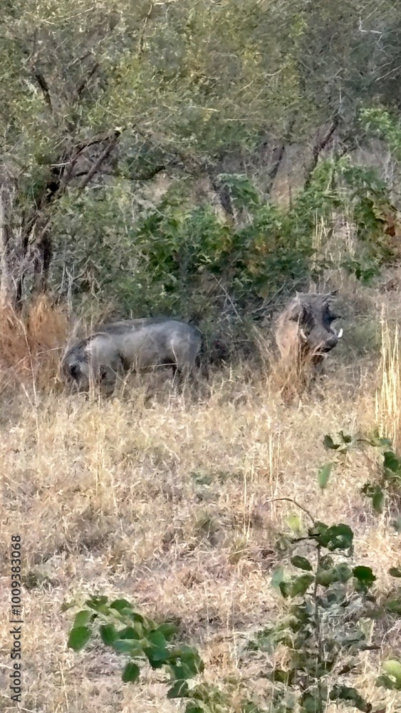 Fototapeta premium beautiful africa