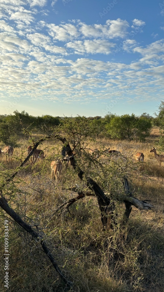 Fototapeta premium beautiful africa