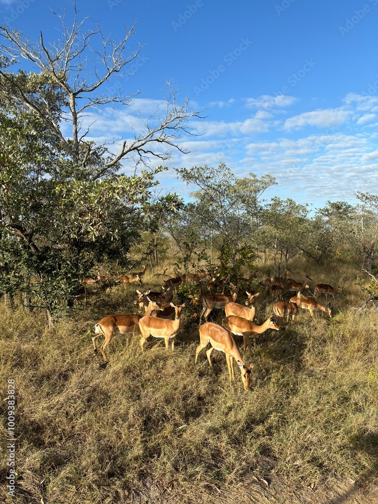 beautiful africa beautiful africa