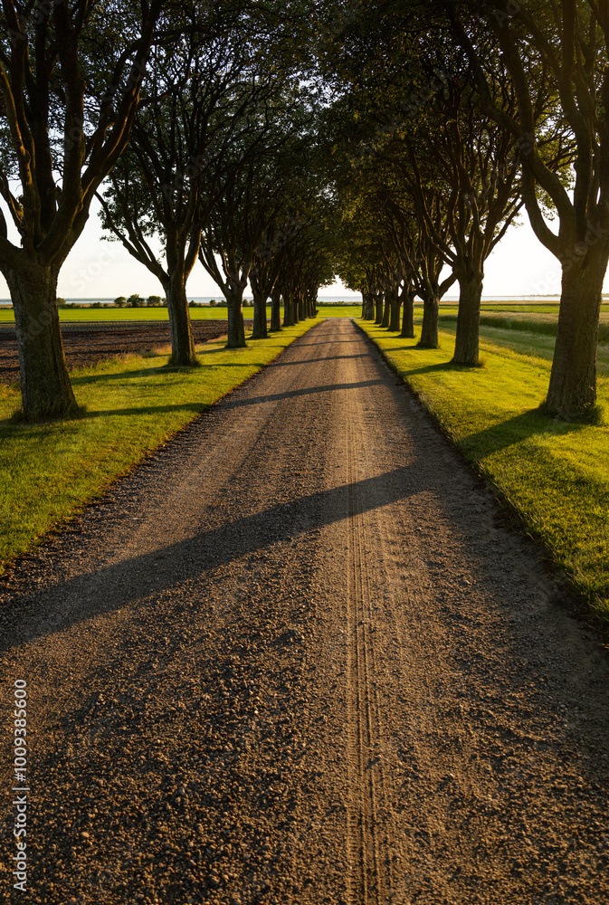 Fototapeta premium Tree lined country road