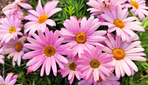 Marguerite daisy: a species of Marguerites, its botanical name is Argyranthemum frutescens.