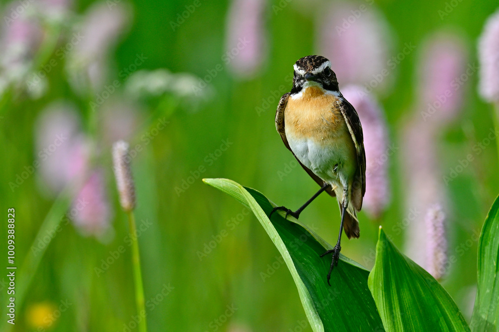 Whinchat - male // Braunkehlchen - Männchen (Saxicola rubetra) Whinchat - male // Braunkehlchen - Männchen (Saxicola rubetra)