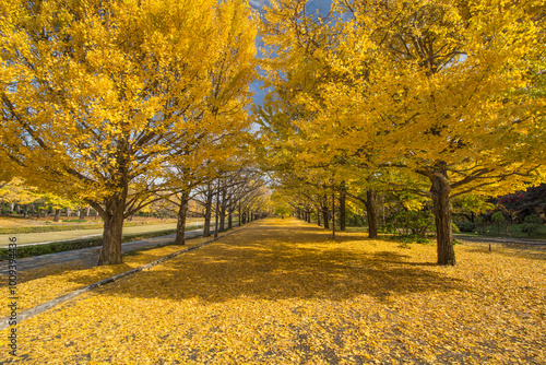 黄金色のイチョウの絨毯1
