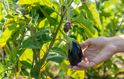 Ripe purple eggplants growing on a vegetable bed in your own garden.