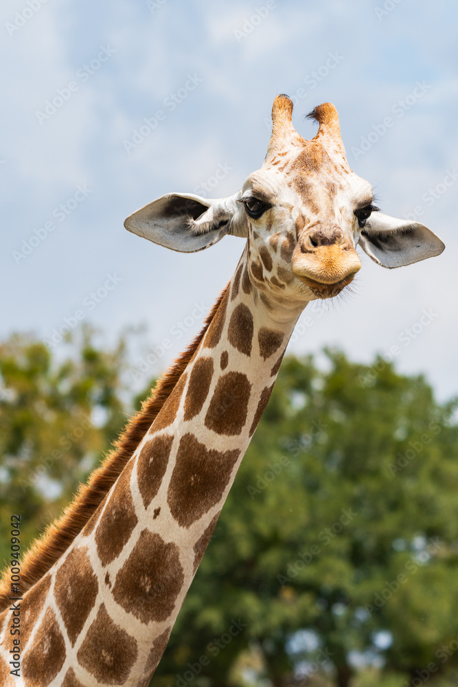 Fototapeta premium Cute and adorable Giraffees in the forest