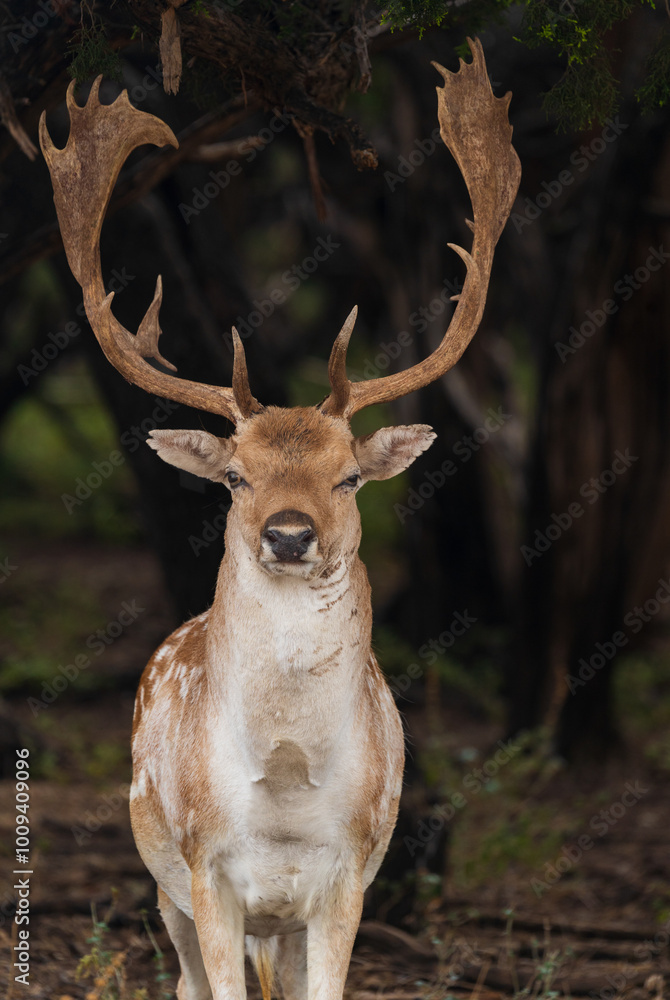 Deers, Antlers and wild antelopes in the forest Deers, Antlers and wild antelopes in the forest