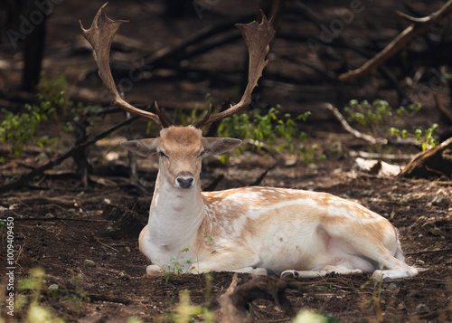 Deers, Antlers and wild antelopes in the forest