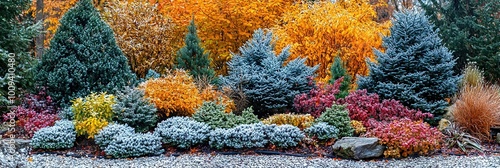 coniferus winter bushes in modern garden photo