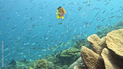 Coral reef underwater. Flock of small beautiful reef fishes at the bottom of the sea.