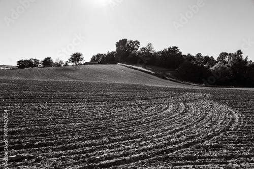 Vlack and white fields photo