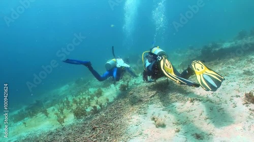 Wallpaper Mural Coral reef underwater. Flock of small beautiful reef fishes at the bottom of the sea. Torontodigital.ca