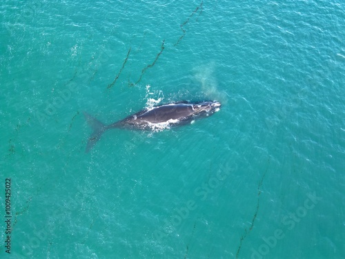 baleia vista com drone em Puerto Madryn na Argentina photo