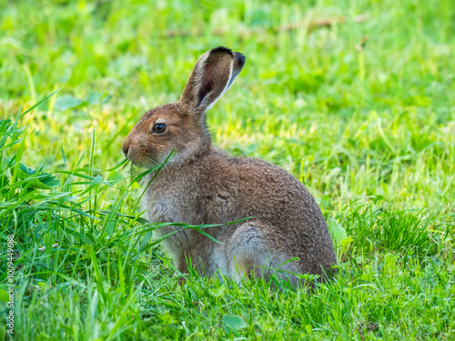 Mountain hare (Lepus timidus) eating grass photo