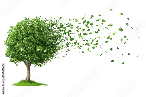 Tree with leaves blowing in the wind transparent background