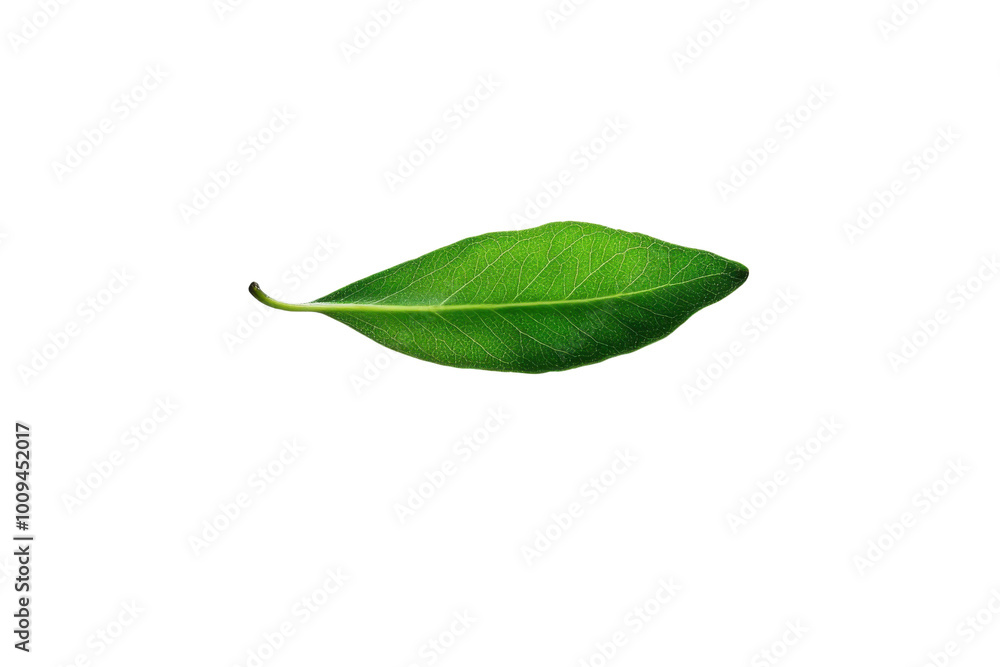 Obraz premium Green leaf on white isolated background transparent background