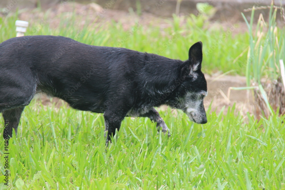 black and white dog black and white dog