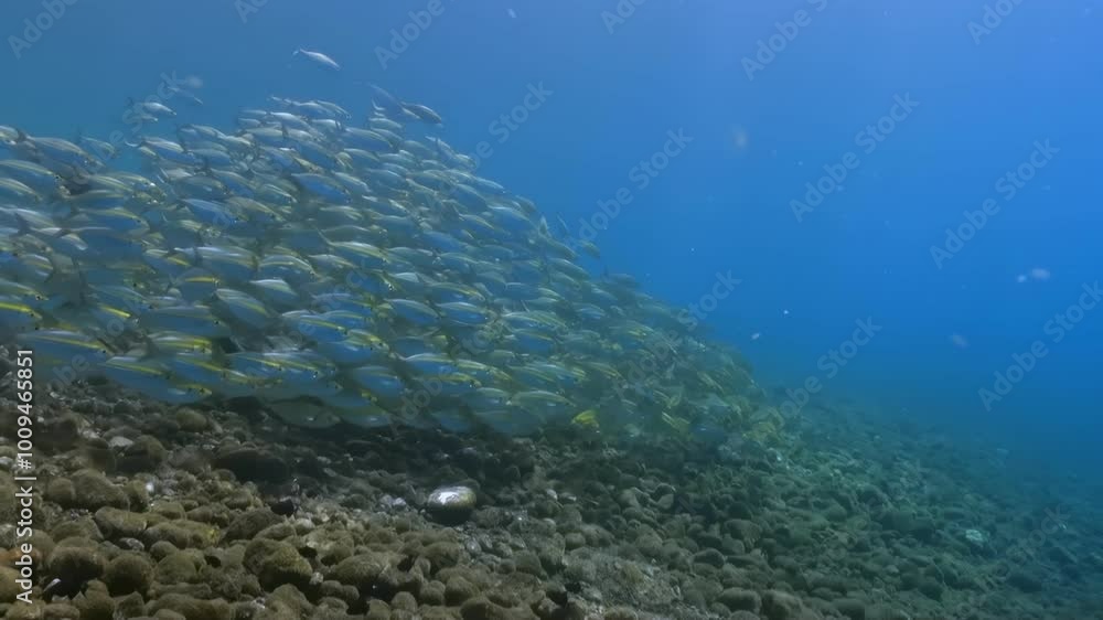 A large school of fish swimming in the ocean. The fish are mostly yellow and blue. The water is clear and blue A large school of fish swimming in the ocean. The fish are mostly yellow and blue. The water is clear and blue