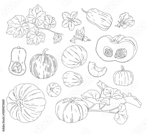 linear vector set of drawn pumpkins of different shapes with leaves and flowers