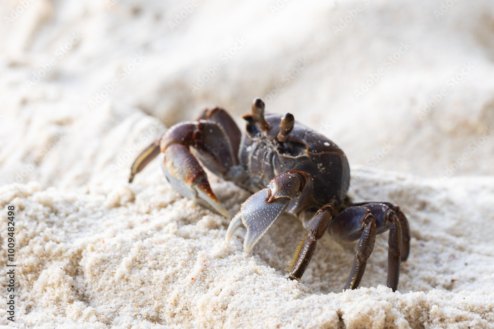Ghost crab sits on white coastal sand of Praslin island, Ghost crab sits on white coastal sand of Praslin island,