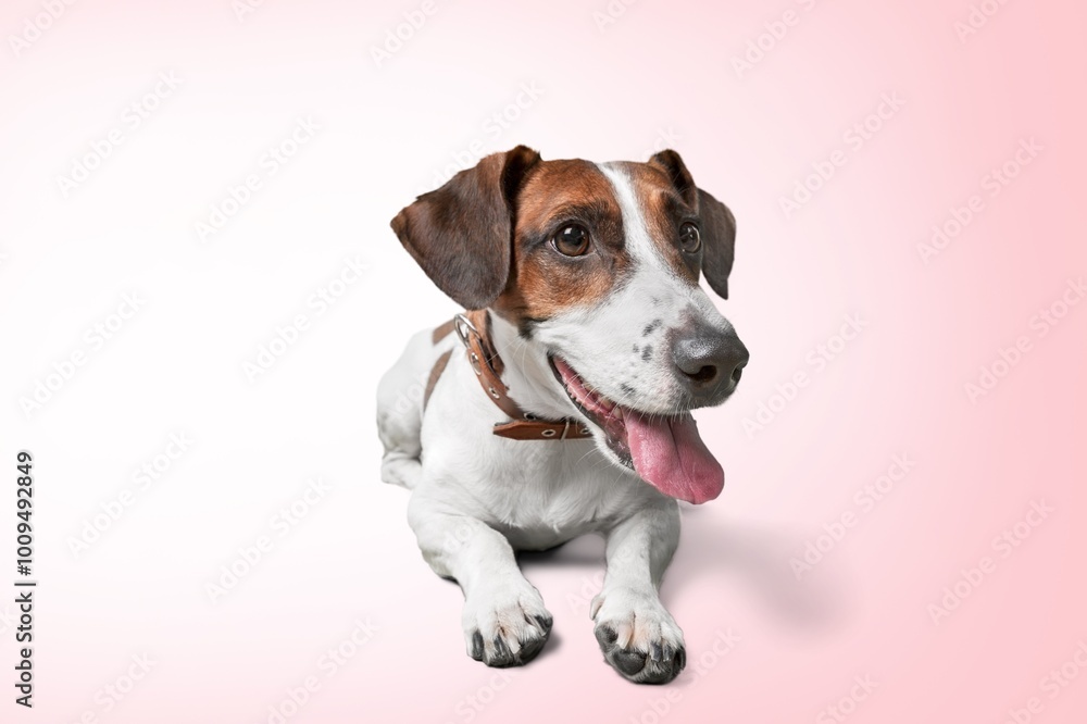 happy smart dog posing on background happy smart dog posing on background