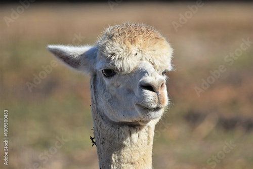 Adorable Llama Portrait