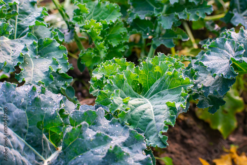 Kohlrabi, also called German turnip or turnip cabbage, is a biennial vegetable, a low, stout cultivar of wild cabbage.