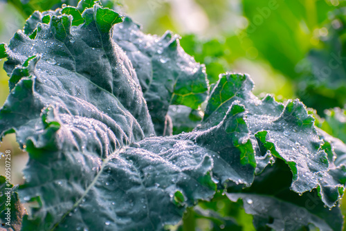 Kohlrabi, also called German turnip or turnip cabbage, is a biennial vegetable, a low, stout cultivar of wild cabbage.