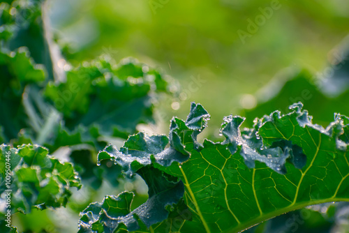 Kohlrabi, also called German turnip or turnip cabbage, is a biennial vegetable, a low, stout cultivar of wild cabbage.