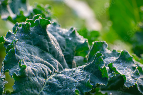 Kohlrabi, also called German turnip or turnip cabbage, is a biennial vegetable, a low, stout cultivar of wild cabbage.