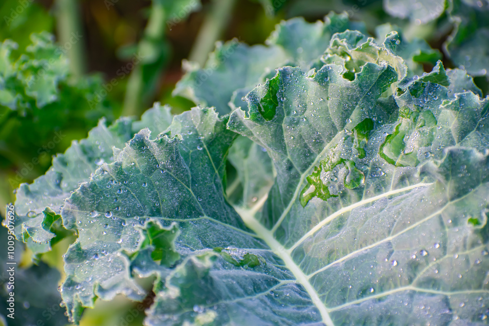 Kohlrabi, also called German turnip or turnip cabbage, is a biennial vegetable, a low, stout cultivar of wild cabbage. Kohlrabi, also called German turnip or turnip cabbage, is a biennial vegetable, a low, stout cultivar of wild cabbage.