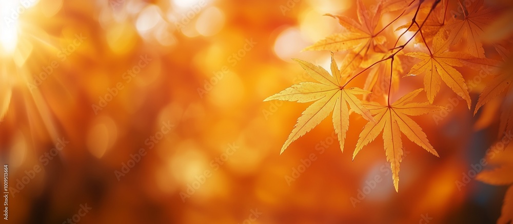 autumn bokeh background with fall leaves and copy space autumn bokeh background with fall leaves and copy space