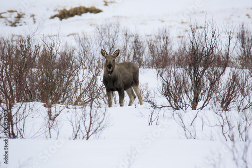 Cucciolo di alce sta mangiando nella neve sull'isola di Andoya (Vesteralen) in Norvegia. Febbraio 2024