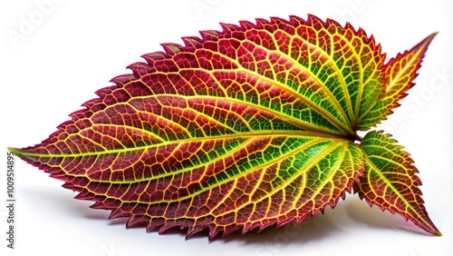 Brilliant pokeweed leaf isolated against a white backdrop, revealing its elaborate structure and vivid hues, captures the essence of natureâ€™s artistry in a single frame. photo