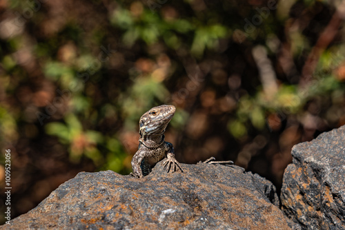 Curious lizard peeking out from a rock in the wild. Its scientific name is Gallotia galloti palmae
