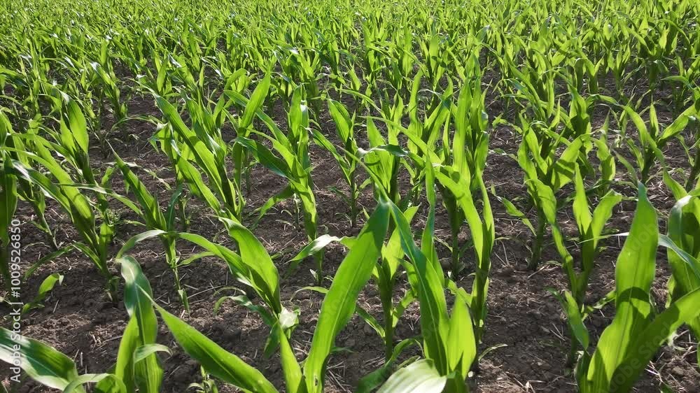 Top View Of Growing Cornfields During Sunny Day. Dry season, maize field. Agricultural land cultivation, farming business and husbandry Top View Of Growing Cornfields During Sunny Day. Dry season, maize field. Agricultural land cultivation, farming business and husbandry
