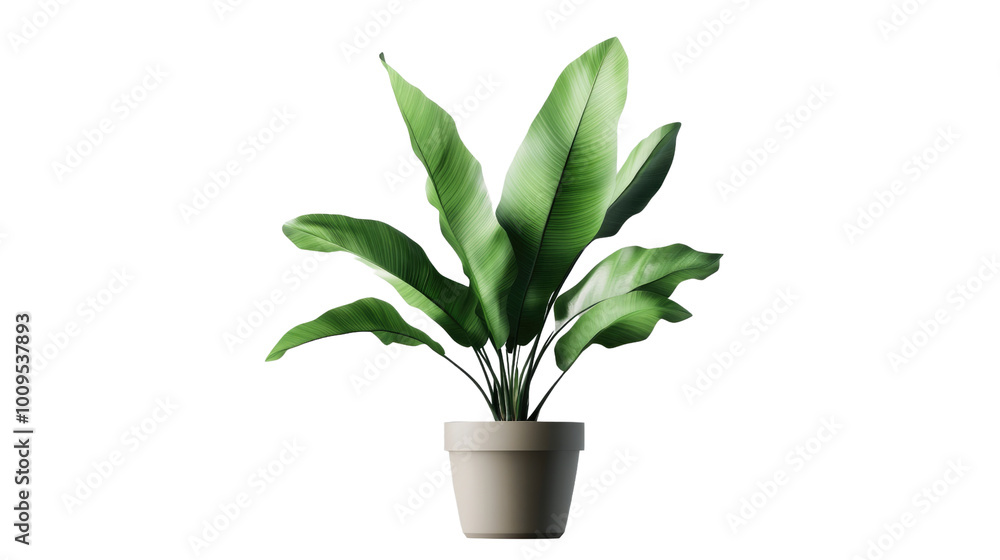 Plant in pot. Green plant isolated on white background. PNG file with transparent background also available. Cutout foliage in a stone plant pot. Plant in pot. Green plant isolated on white background. PNG file with transparent background also available. Cutout foliage in a stone plant pot.