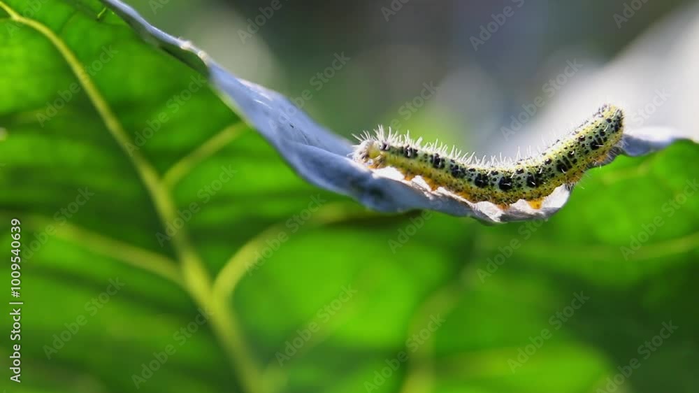 Caterpillar worm in the green rainforest macro Caterpillar worm in the green rainforest macro