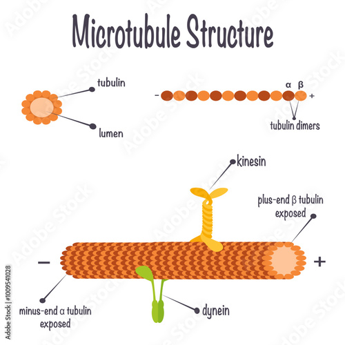 Structure of microtubules and their assembly proteins photo