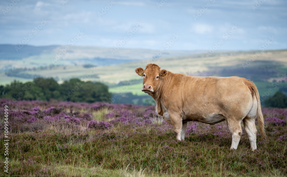 cows in heather cows in heather