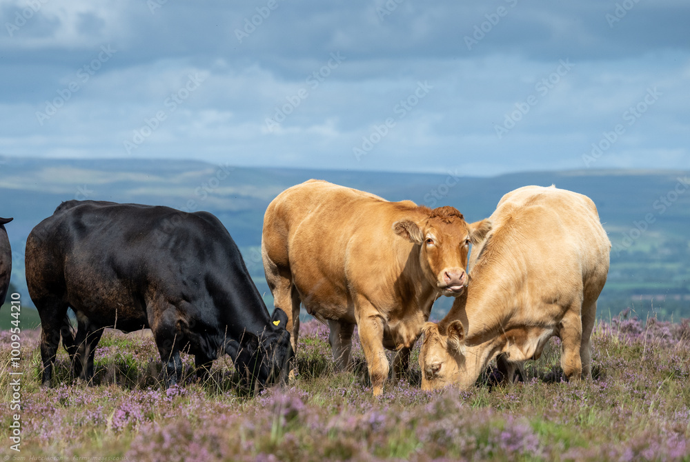 cows in heather