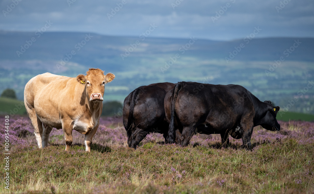 Fototapeta premium cows in heather