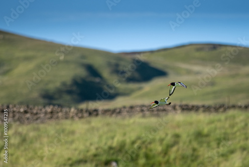 Curlews in the Eden valley  photo