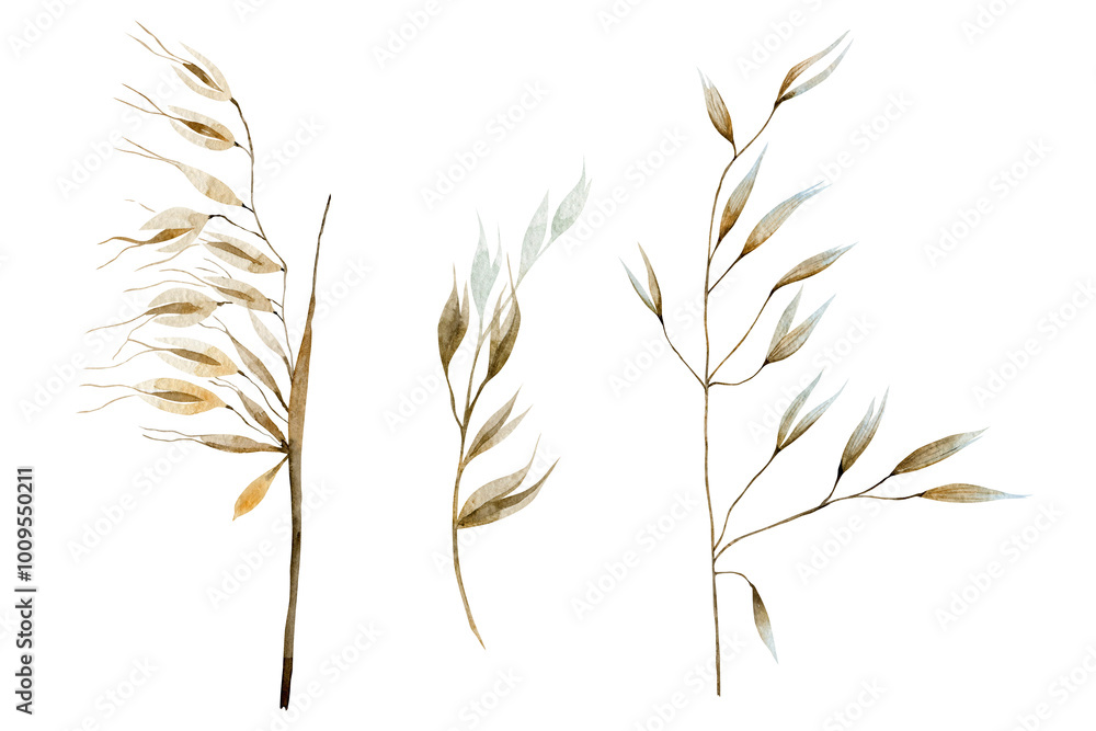 Collection of dry herbs. Delicate, fragile dry plants watercolor illustration. Collection of dry herbs. Delicate, fragile dry plants watercolor illustration.